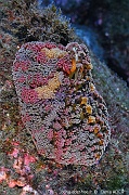 Alicia mirabilis Anemone alicia Acores SM  Black berry-26m-20170827-Denis-ADER-DSC_0552_tn